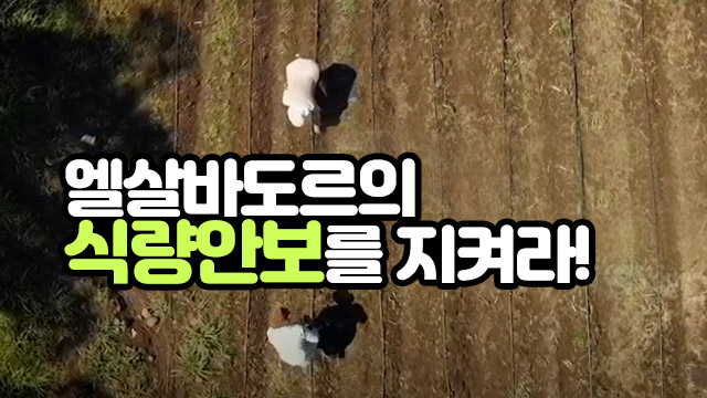 엘살바도르의 식량안보를 지켜라! - 코이카 엘살바도르 동부건조지역 수계복원력 증대를 통한 기후변화 대응사업 | SOVAC